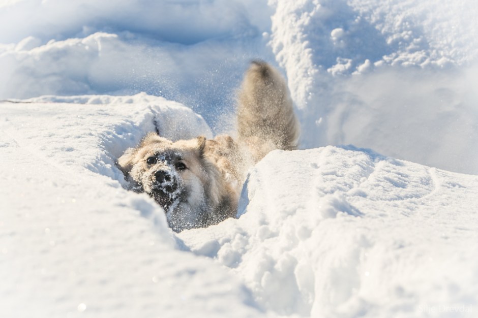 BILDE 2 - BIKKJEKALDT